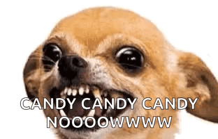 Chihuahua Dog Making Funny Face Saying Candy Candy Candy Nooooowww GIF