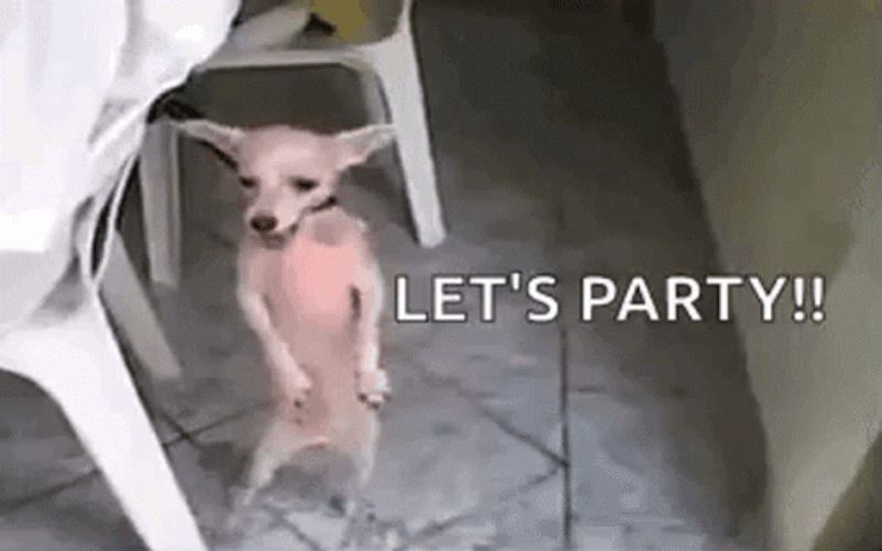 Chihuahua Dog Party Dancing GIF