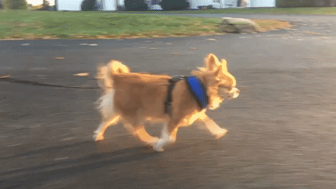 Chihuahua Dog Speed Walking GIF