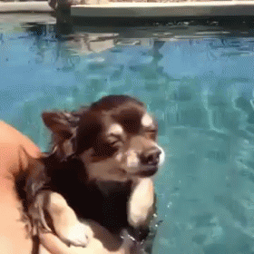 Chihuahua Dogpool Swimming GIF