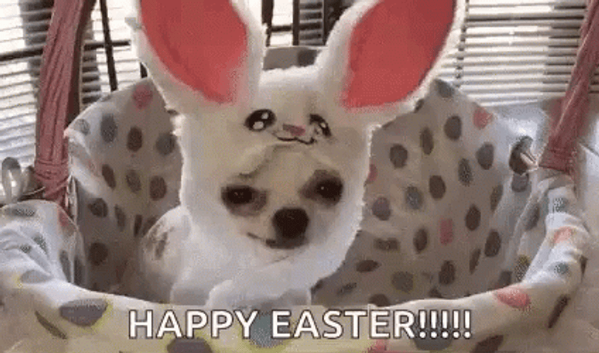 Chihuahua Easter Bunny GIF