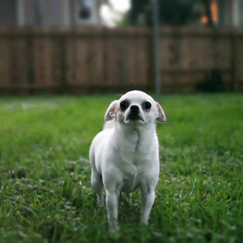 Chihuahua Excited Tail GIF