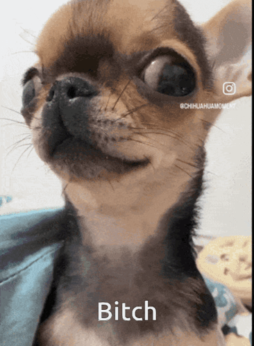 Chihuahua Face With Bitch Below