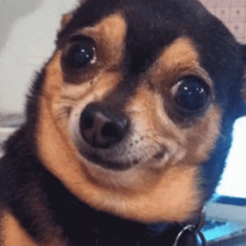 Chihuahua Face With Key Chain Around Neck