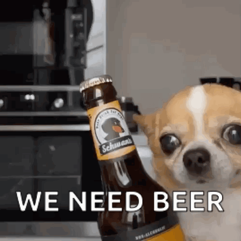 Chihuahua Holding Beer Saying We Need Beer