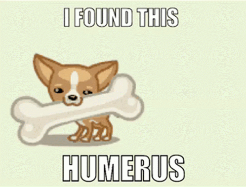 Chihuahua Holding Bone Saying I Found This Humerus GIF