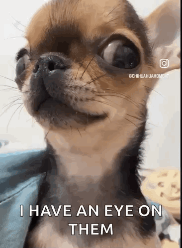 Chihuahua I Have an Eye on Them