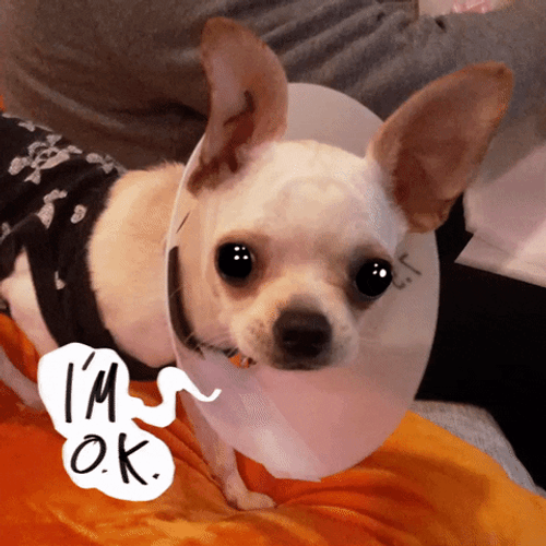 Chihuahua I'm Ok GIF