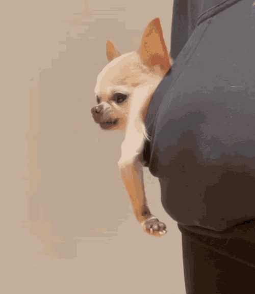 Chihuahua In Pocket GIF