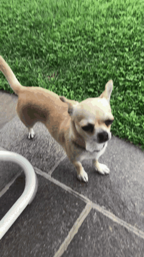 Chihuahua Licking Nose GIF