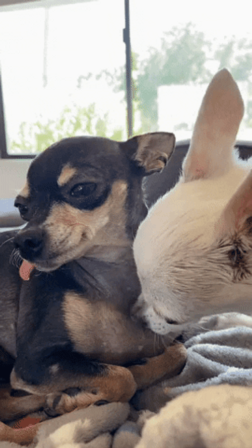Chihuahua Love Lick GIF