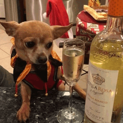 Chihuahua No Champagne GIF