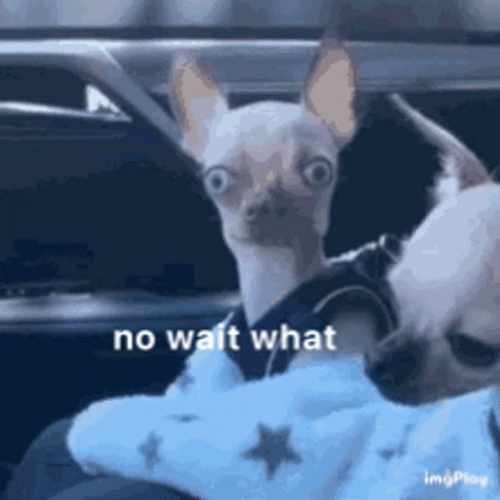 Chihuahua No Wait What Meme GIF