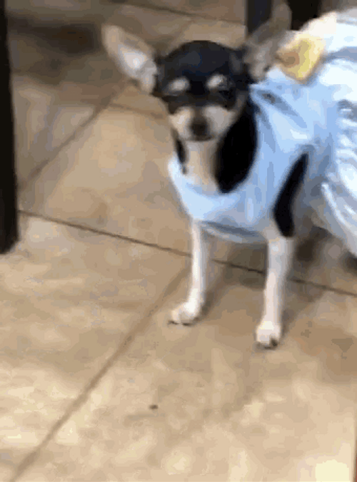 Chihuahua Prom Dress GIF