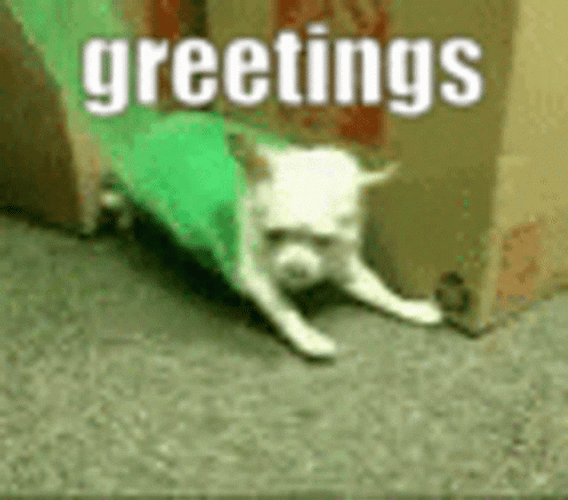 Chihuahua Rolling Greetings GIF