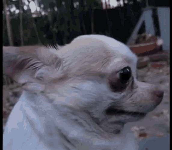 Chihuahua Sad Head Turn GIF