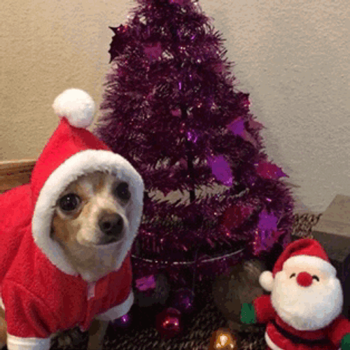 Chihuahua Santa Claus GIF