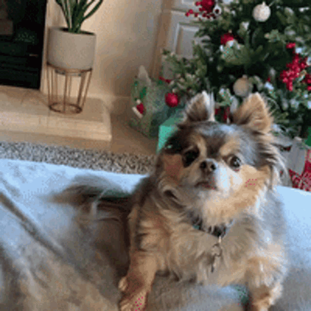 Chihuahua Scared Dog Turning Back GIF