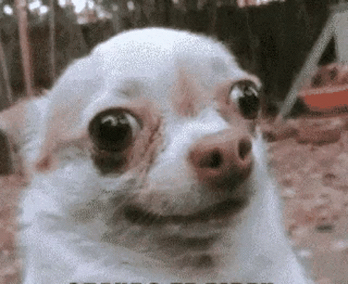 Chihuahua Side Eye Funny Meme GIF