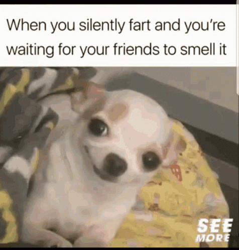 Chihuahua Silently Farting