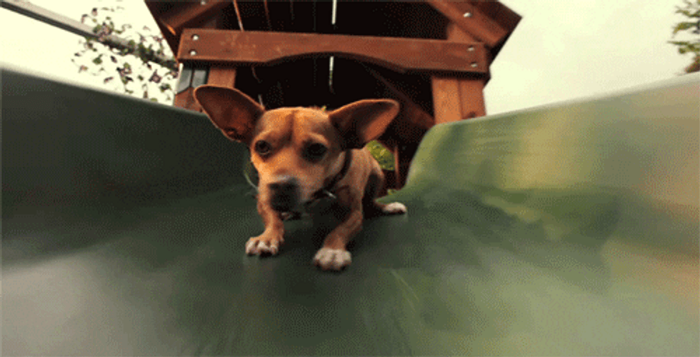 Chihuahua Sliding Down GIF