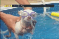 Chihuahua Swimming In Pool GIF
