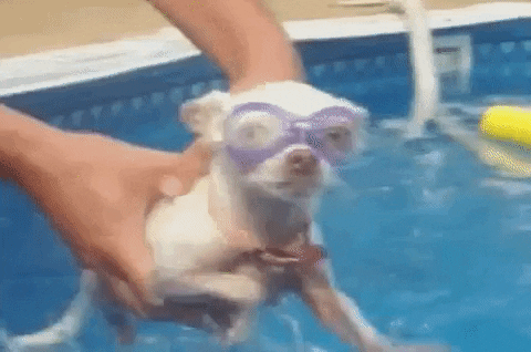 Chihuahua Swimming With Goggles GIF