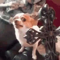 Chihuahua The Power Of Christ Compels You GIF