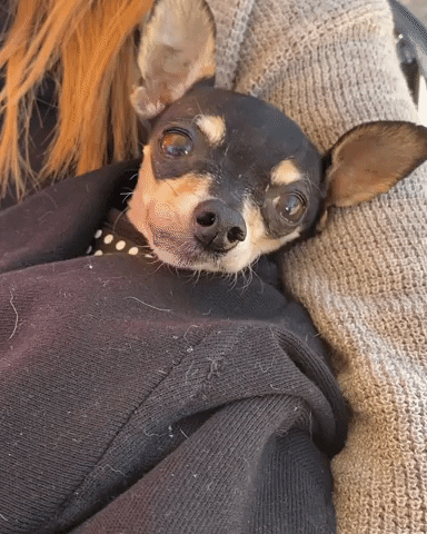 Chihuahua Wakes Up GIF