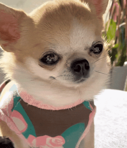 Chihuahua Wearing Ice Bandana