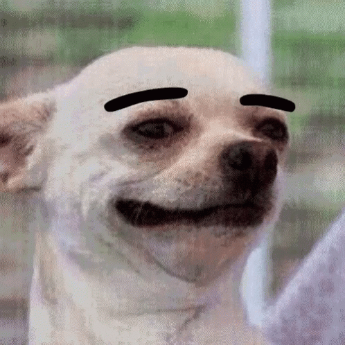 Chihuahua With Black Eyebrows GIF