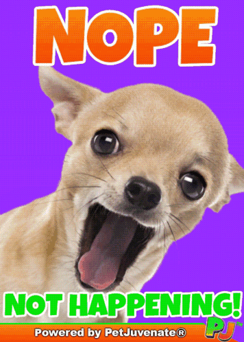 Chihuahua with Mouth Open Nope Not Happening