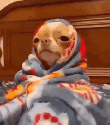 Chihuahua Wrapped in Blanket