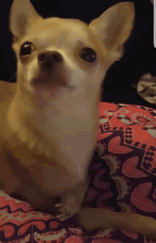 Chihuahua Yawn GIF