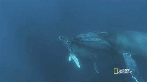 Child And Mother Mosasaurus GIF