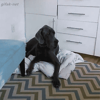Child Stealing Dog's Bed GIF