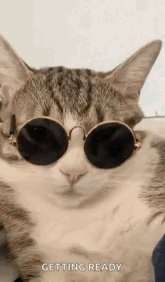 Chill Cat Vibing Wearing Glasses GIF