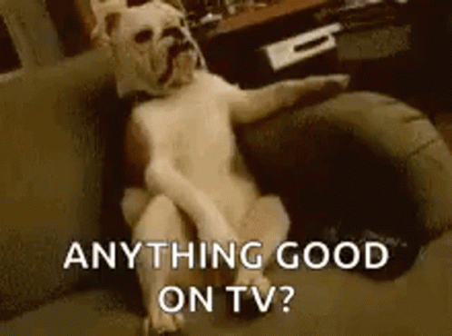 Chill Dog Watching Anything Good On Tv GIF
