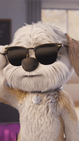 Chill Guy Clydeo Wearing Sunglasses GIF