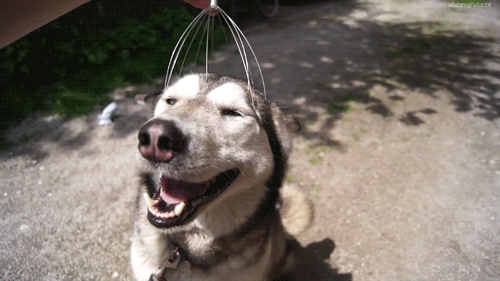 Chill Husky Dog Head Massage GIF