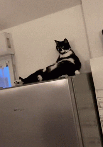 Chilling Bicolor El Gato Meme GIF