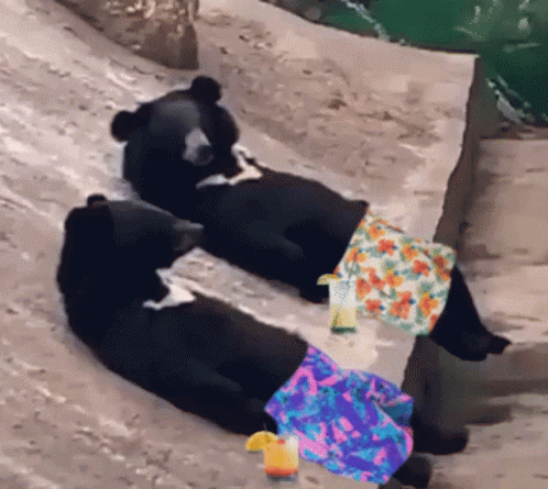 Chilling Black Bear Waving GIF