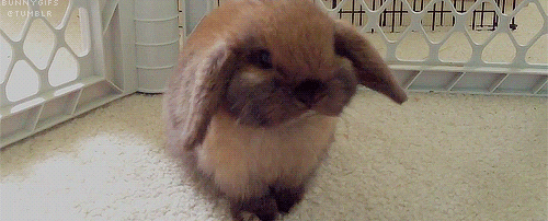 Chilling Bunny Chewing Something GIF