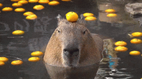 Chilling Capybara In Orange Bath GIF