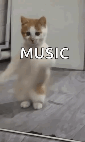 Chilling Cat Dancing Meme GIF