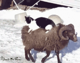 Chilling Cat On A Sheep GIF