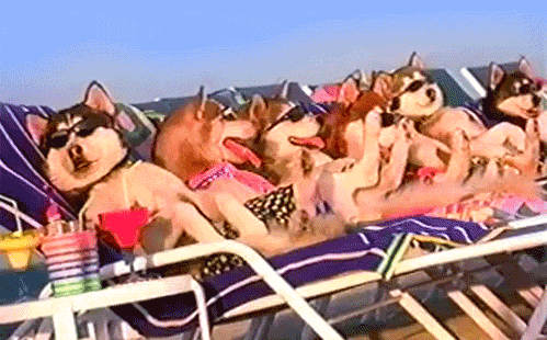 Chilling Dogs On The Beach GIF