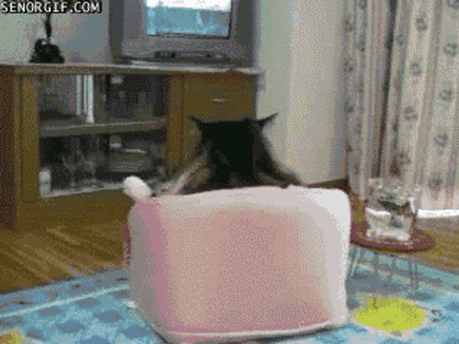 Chilling Fat Cat Watching Television GIF