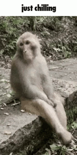 Chilling Monkey Chimp Meme GIF