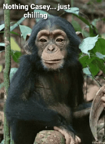 Chilling Monkey While Eating GIF